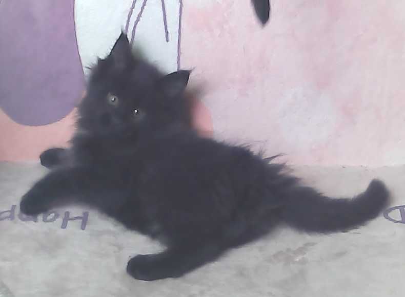 Котенок мейн-кун мейн кун (девочка) в черном окрасе 2,5 месяца