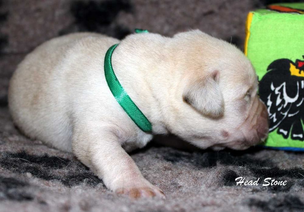 Лабрадор ретривер Щенки