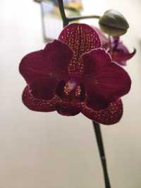 Орхидея, домашнее цветение