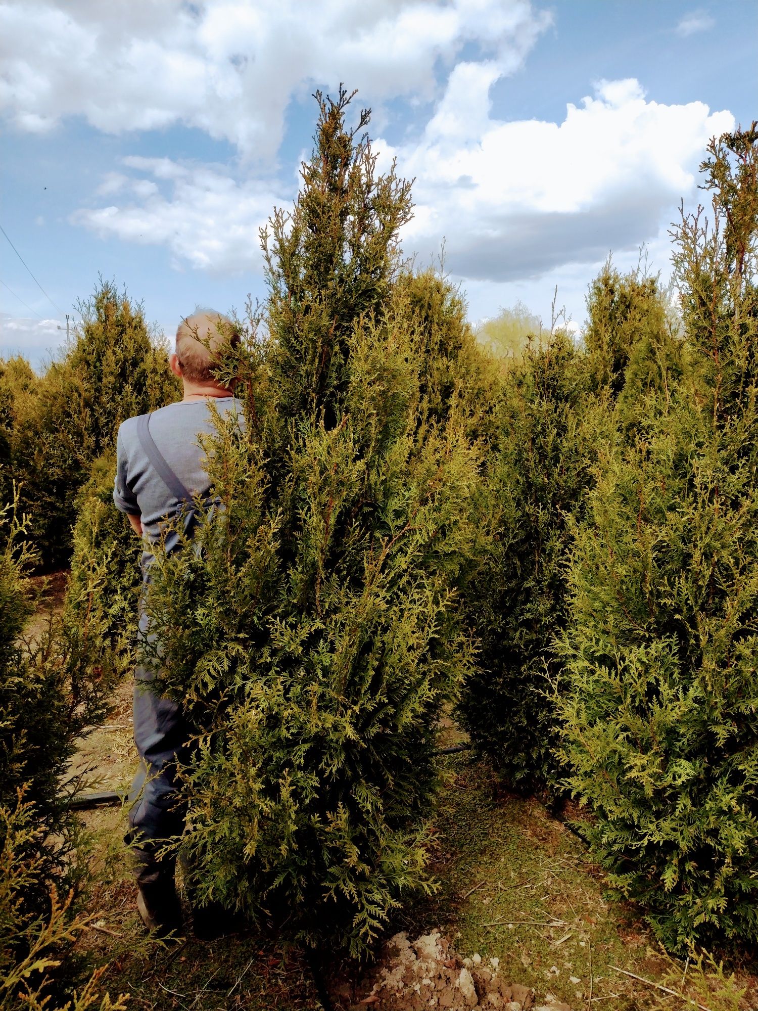 Tuje AUREOSPICATA 200-210 cm, TUJA SZMARAGD różne wysokości i odmiany