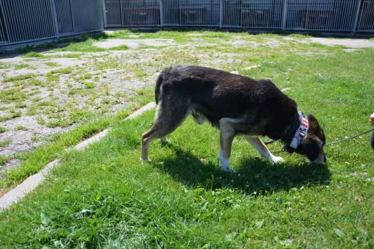 Dziubdziuś fajny psiak