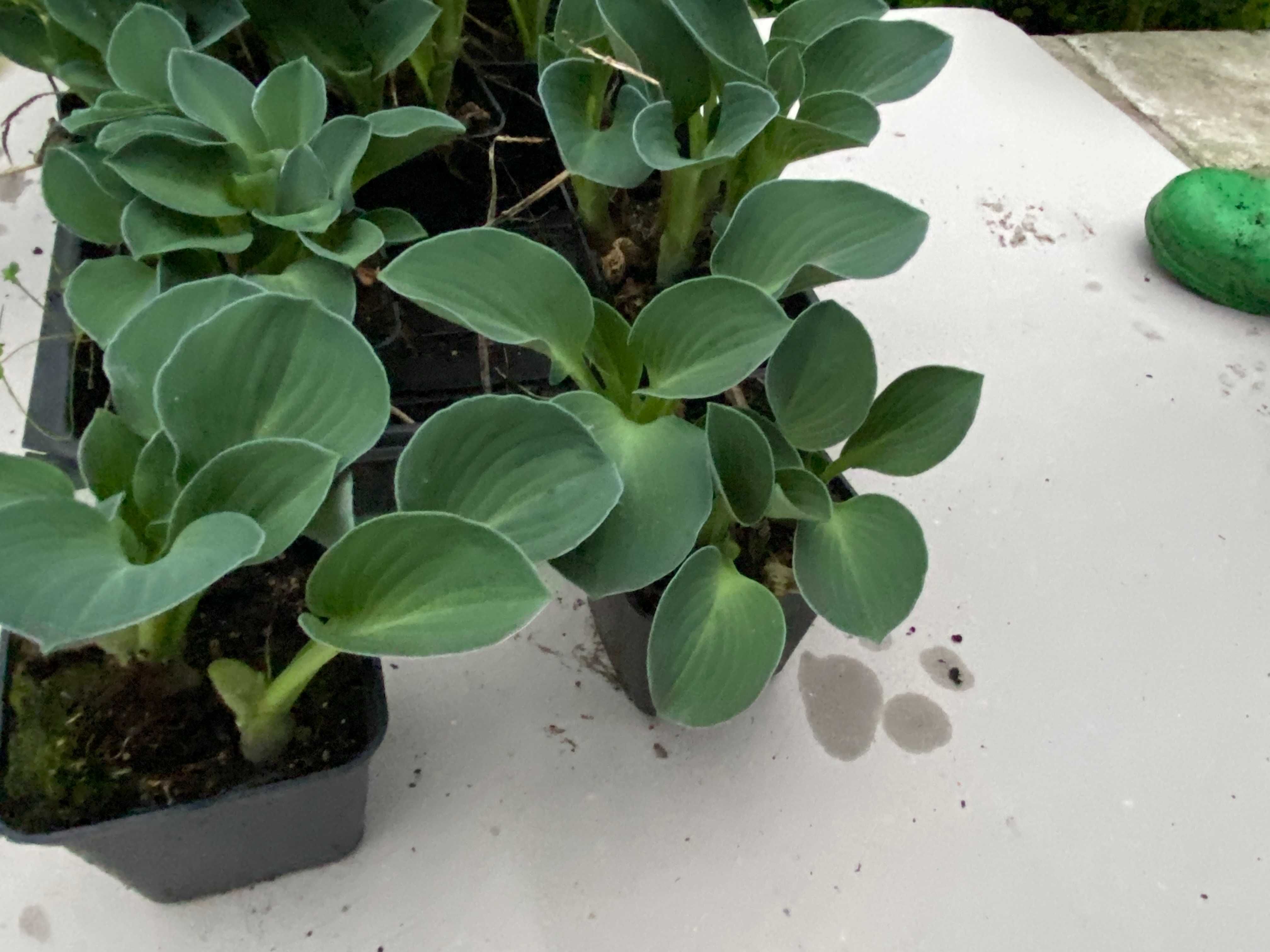 Hosta BLUE MOUSE EARS  Mysie uszy