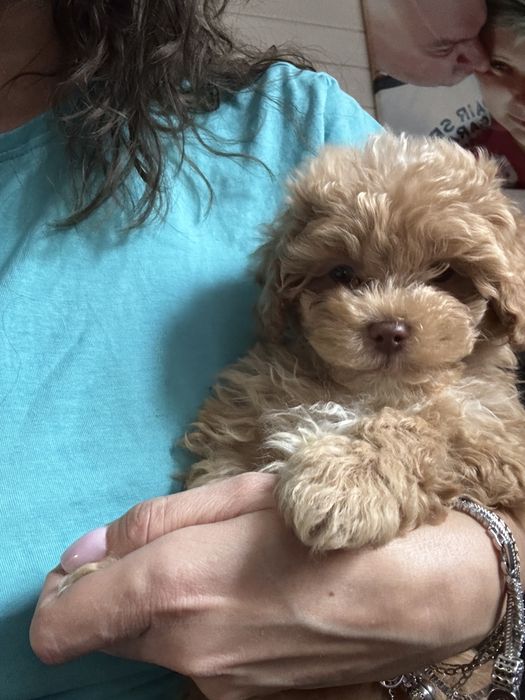 Maltipoo f1 uroczy chłopak Po dwóch szczepieniach. Gotowy do odbioru.