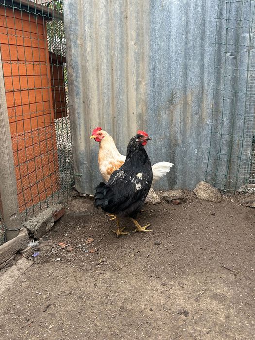 2 frangos do campo machos