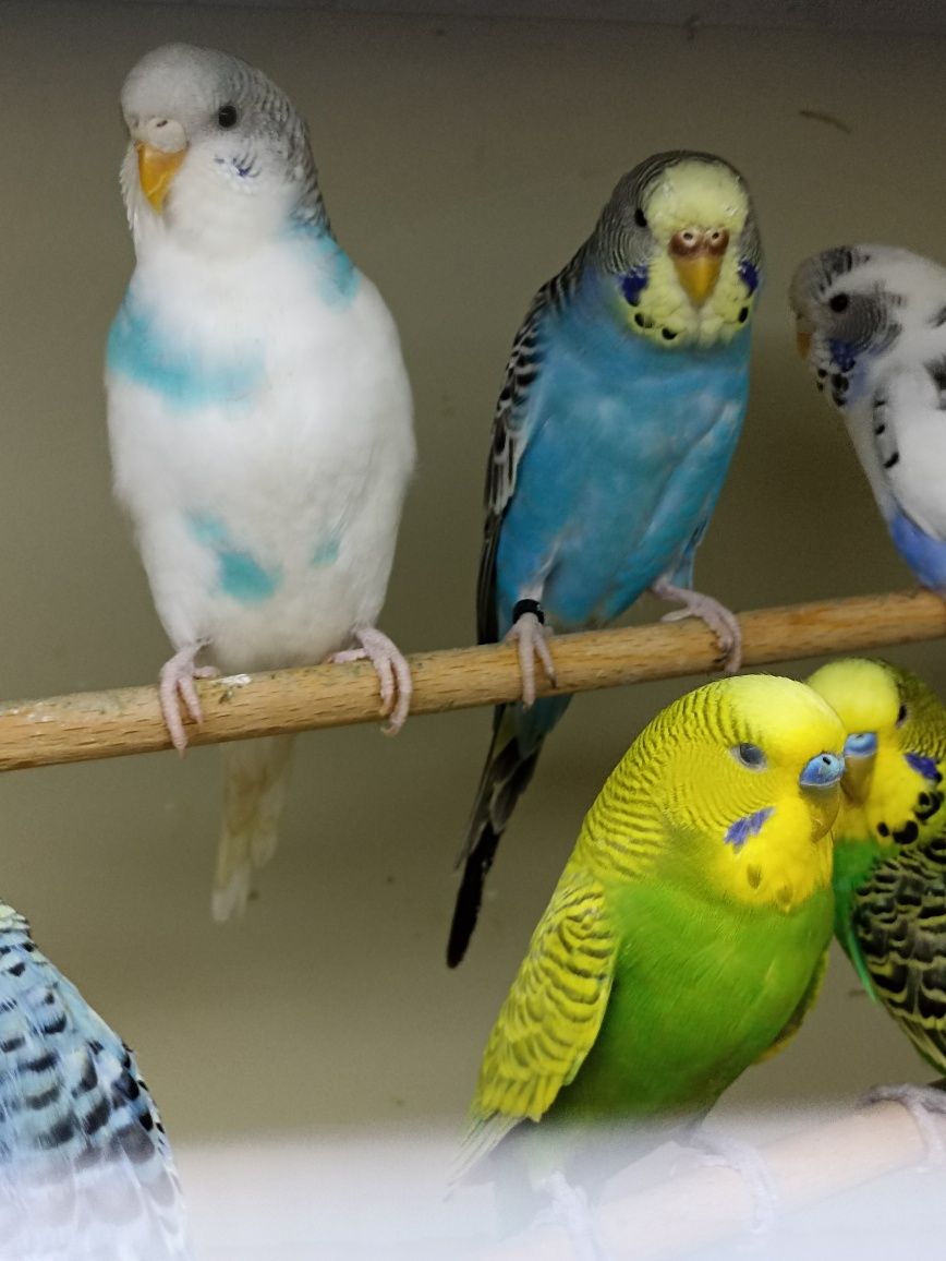 Papużki faliste (samce i samiczki)