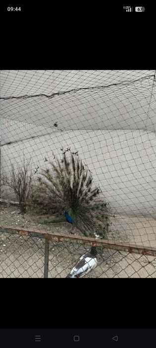 Pawie dwie samice i samiec