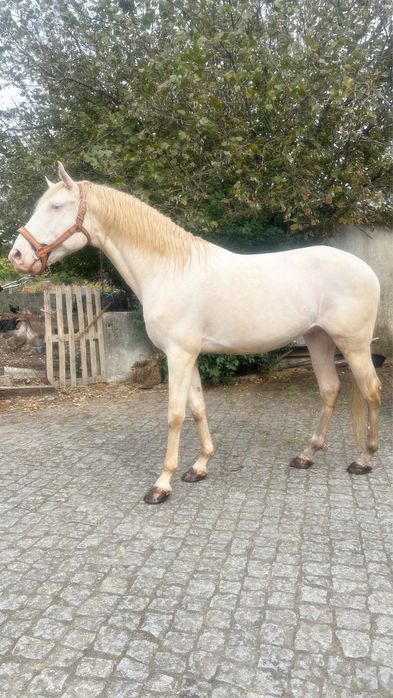 Cavalo lusitano puro 8 anos