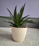 Aloes TYGRYSI sukulent