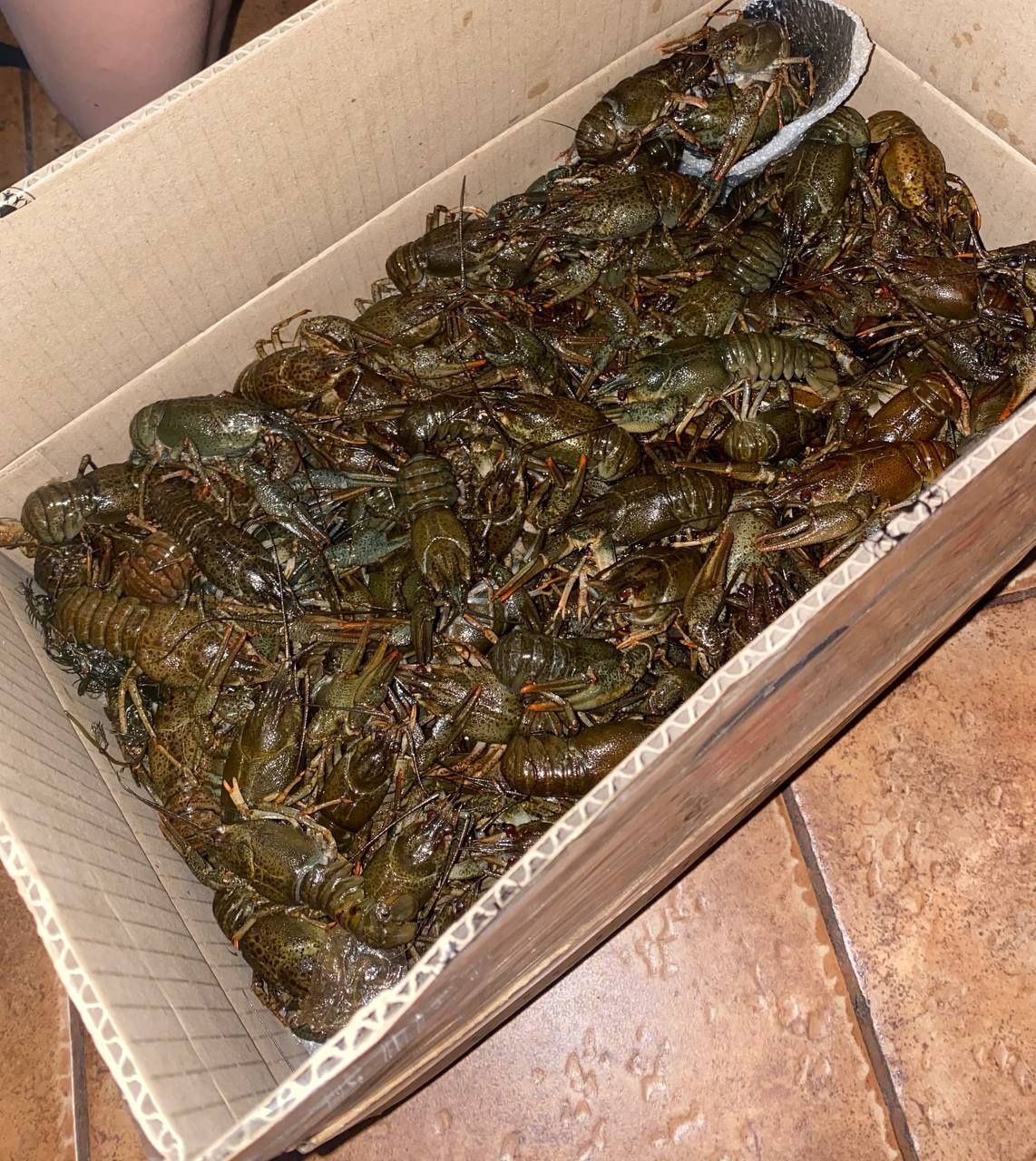 Раки живі / Варені раки / рак