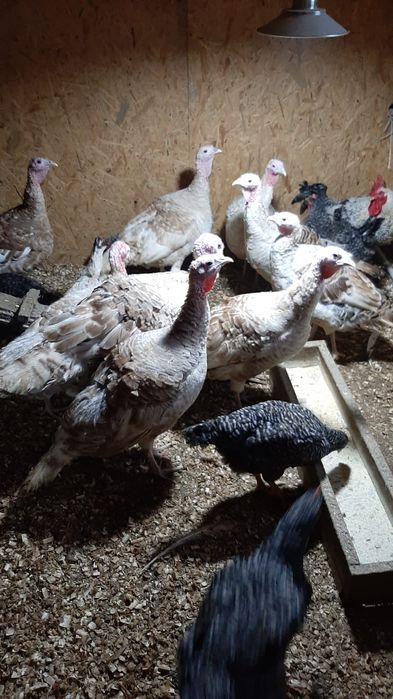 Продам индюка  и индюшку 9 месяцев.
