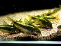 Rarytas Kirys kirysek corydoras cw009 green laser kirys zielony