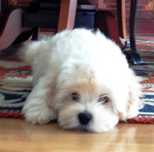 Excelente Bichon Maltês