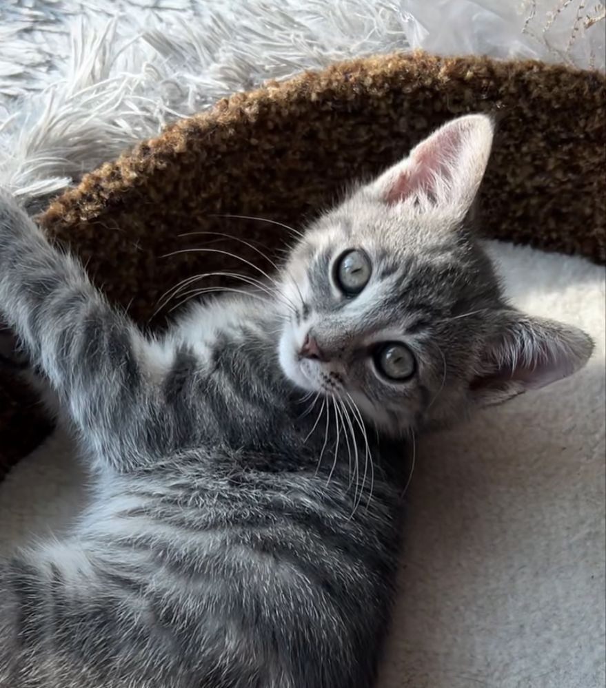 Маленьке кошеня котик