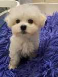 Bichon Maltes disponivel para alegrar uma familia