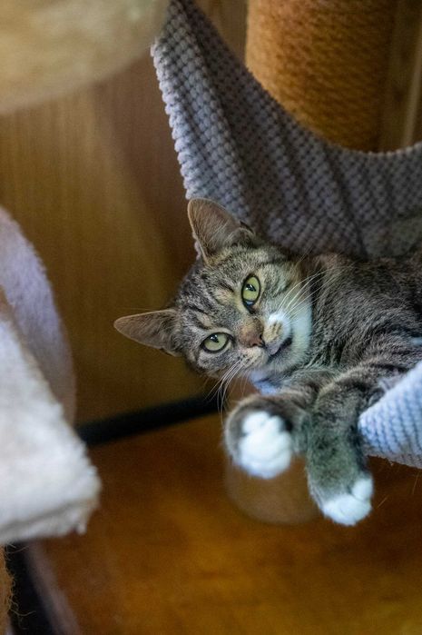 Szarlotka czeka na swój wymarzony dom