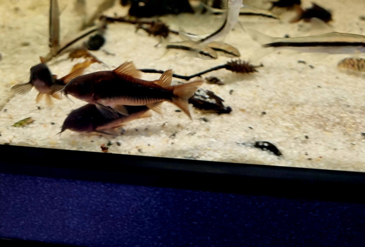 Kirysek czarny (corydoras black)
