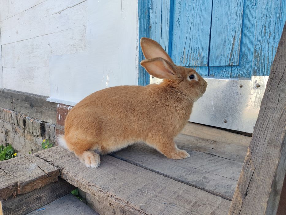 Кролики.    кролі