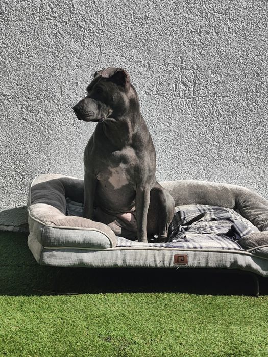 Pet Sitting ao domicílio