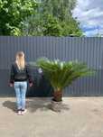 Cycas REVOLUTA  Premium