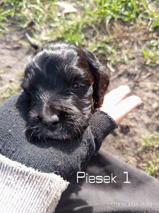 Oddam szczeniaki rasy Cocker spaniel