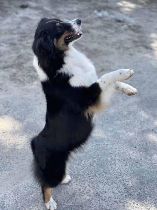 Кінолог/ Дресирування собак з виїздом Київ/київська область