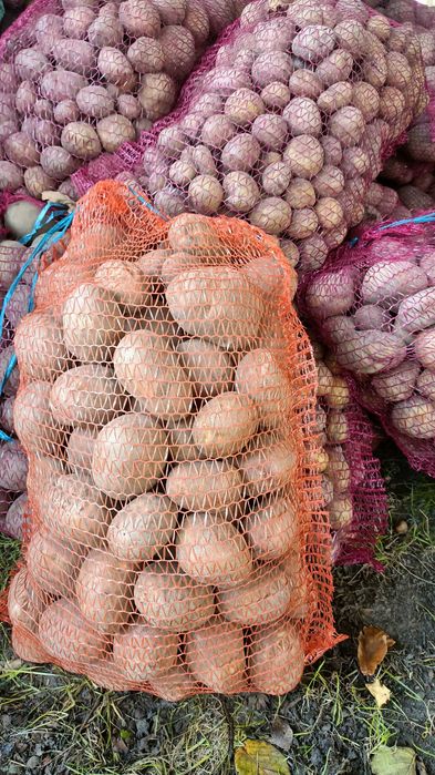 ZIEMNIAKI , MARCHEW jadalne , uprawa na nawozach naturalnych