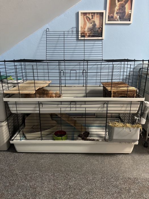 Oddam króliki, samiec wykastrowany i samiczka