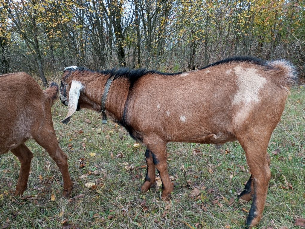 Козел, цап, парування