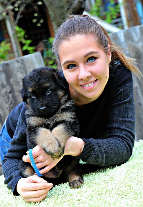 Породисті цуценята, д/ш вівчарка, з пакетом документів КСУ.