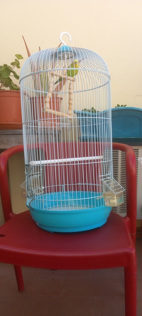 gaiola com periquito