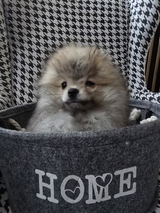 Szpic minaturowy pomeranian suczka