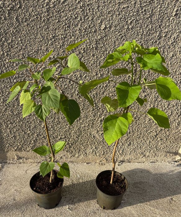 Katalpa, Catalpa , Surmia bignoniowa