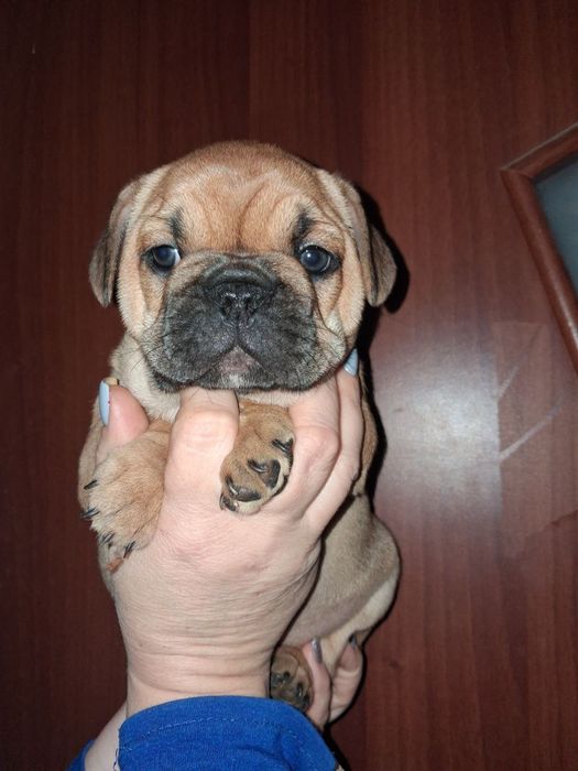 Маленька красуня шукає свою родину
На продаж готується чарівна дівчи