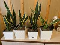 Sansevieria kwiat domowy