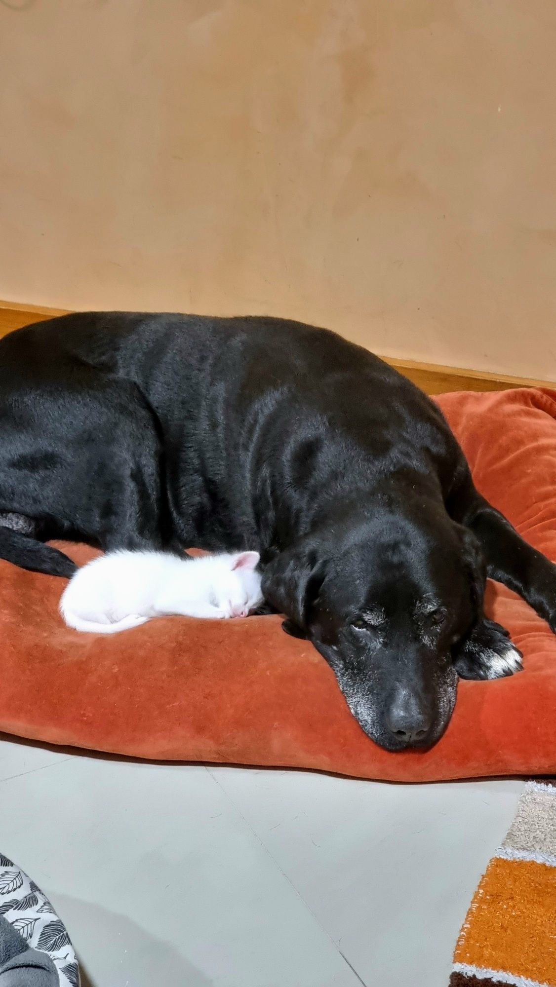 Lindos Gatinhos para Adoção Responsável