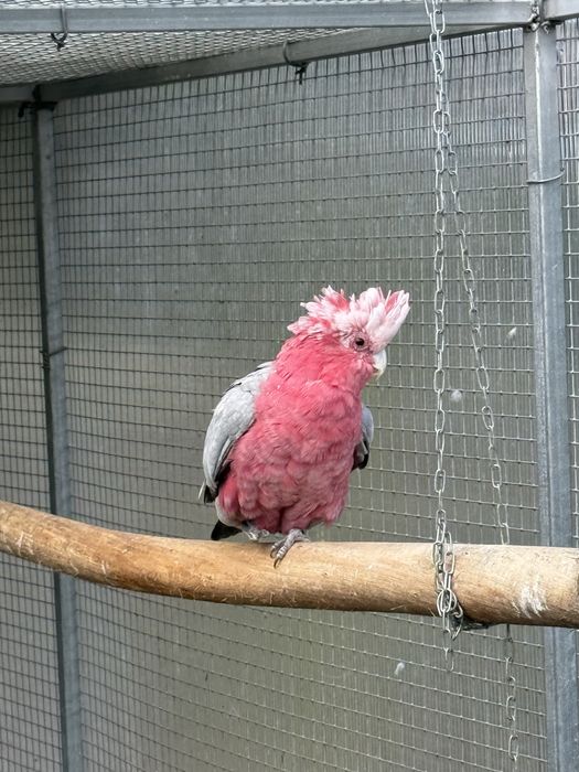 Cacatua Galah macho adulto