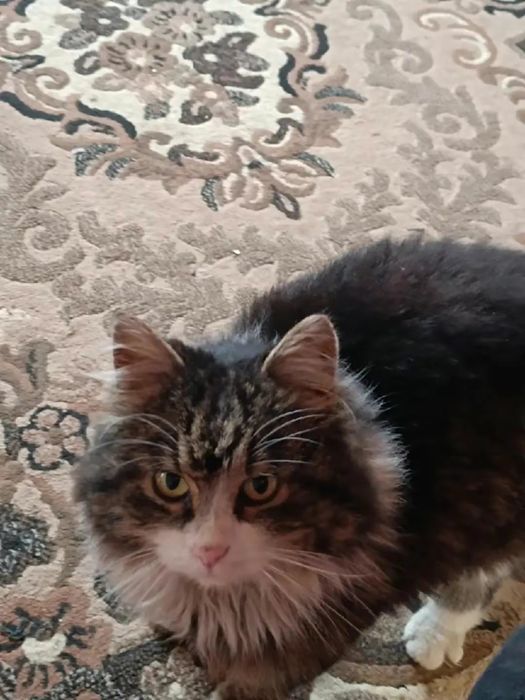 Зник кіт Мурчик винагорода 1000 грн