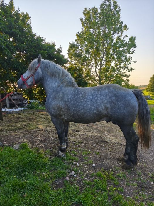 Sprzedam ogiera zimnokrwistego