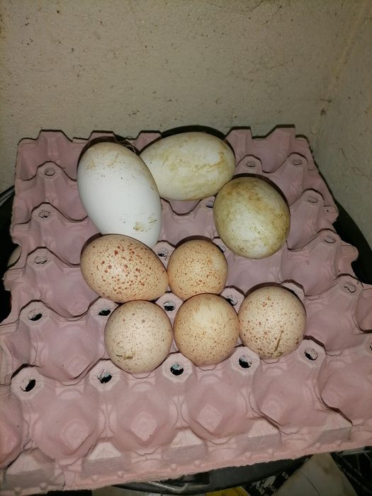 Jajka indycze lęgowe