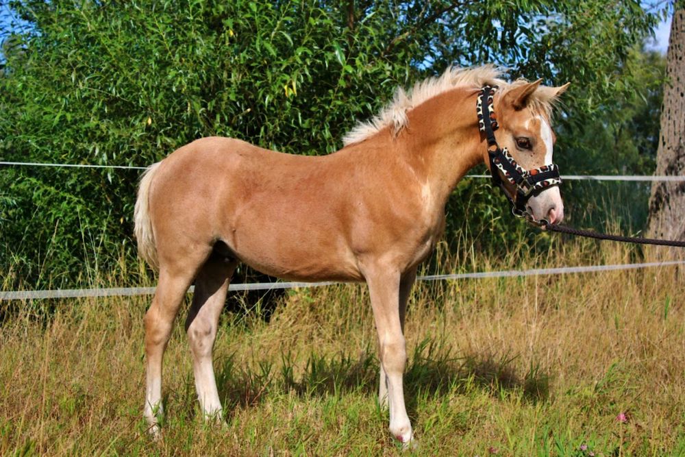 Ogierek Haflinger
