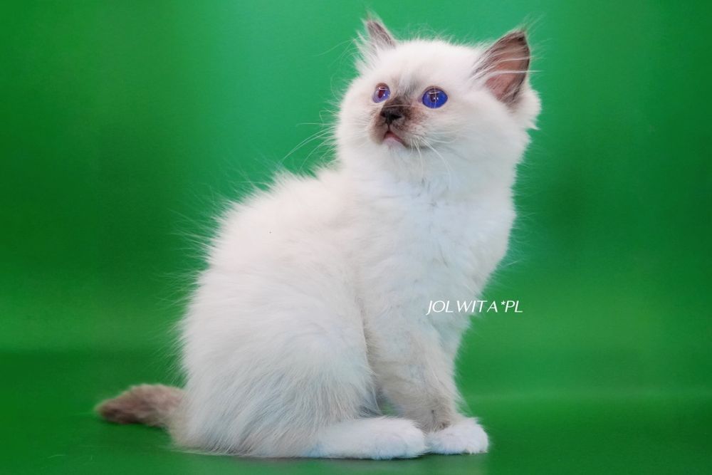Kotka ragdoll,cudowna koteczka