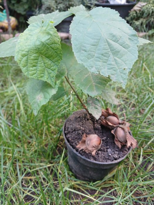 Лещина.лесной орех.фундук.