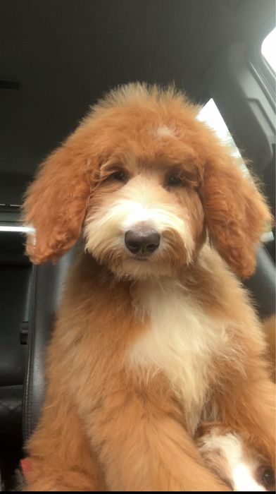 Веселі лабродудлі