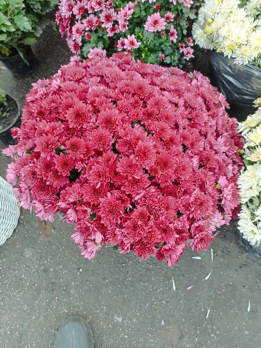 Продам хризантеми