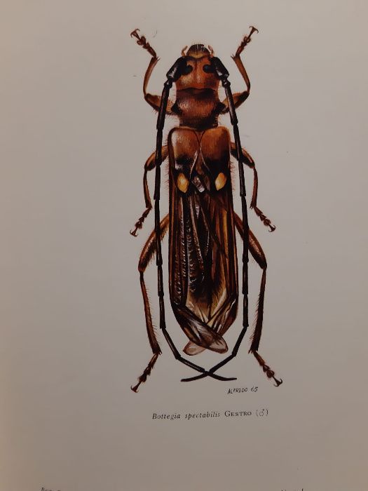 Revista de Entomologia de Moçambique 1964