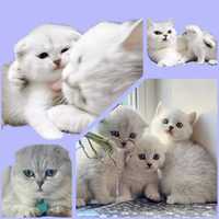 Срібні солоденькі кошенята.