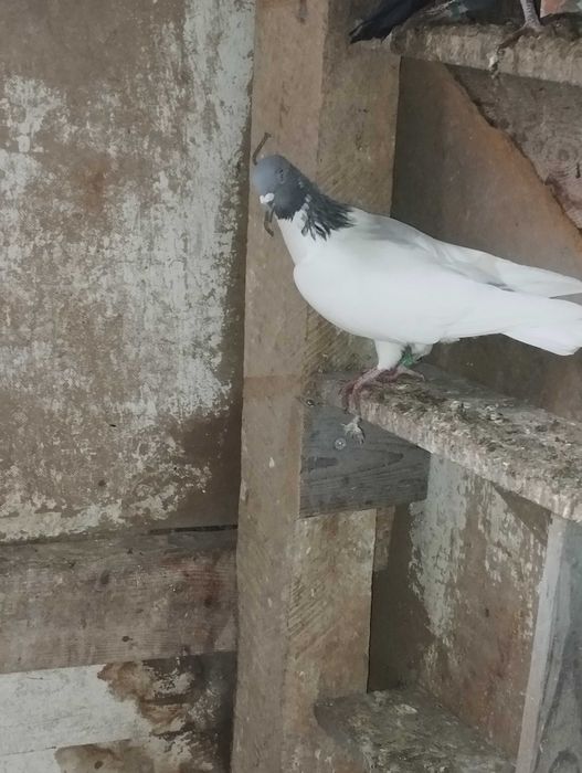 Sprzedam golebie z lotu