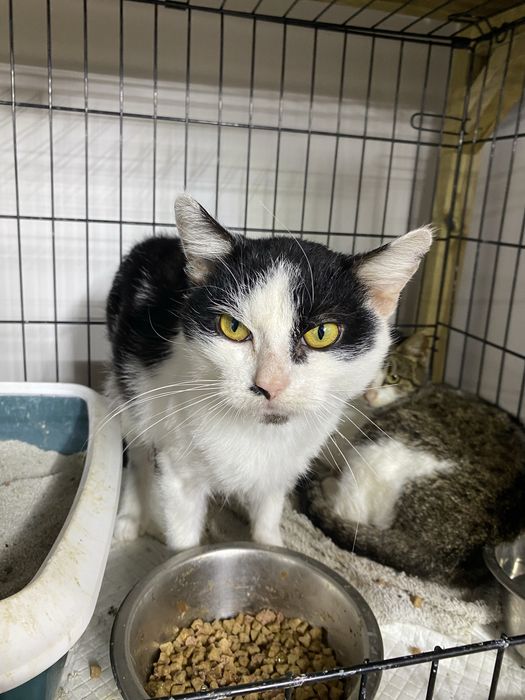 Piękny, radosny i kontaktowy kocurek do przygarnięcia