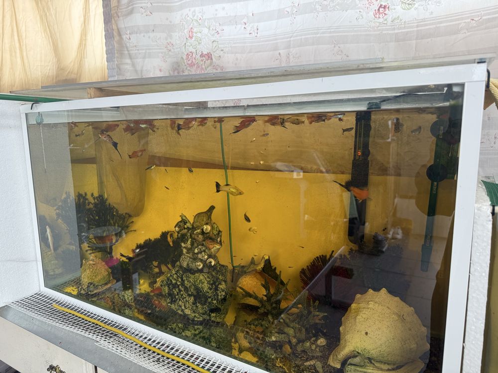 Peixes e aquarios