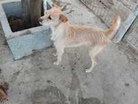Podenga ana para adopção
